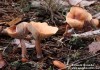 ryzec liškový (Houby), Lactarius tabidus (theiogalus) (Fungi)